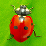 Ladybug